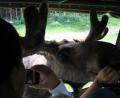 images/Schweden/Schweden 2012/IMG_0757.jpg
